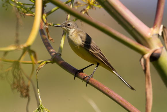 Blue-headed Wagtail 2