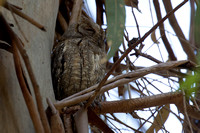 Scops Owl 2