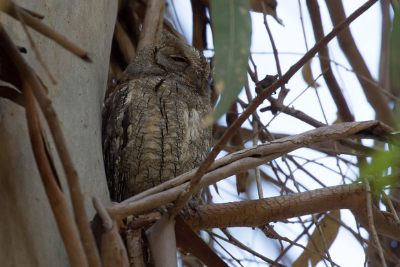 Scops Owl 2