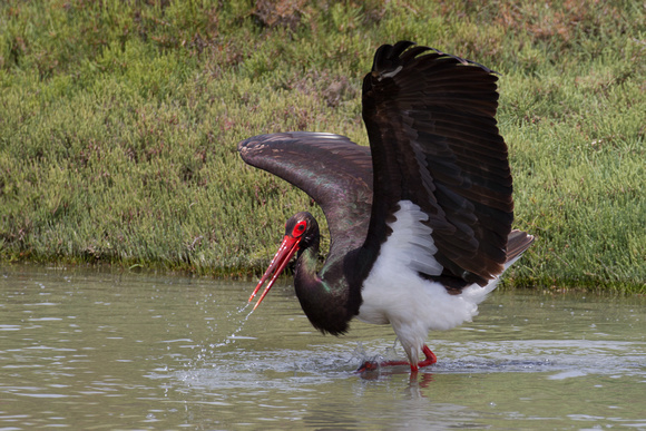 Black Stork 5