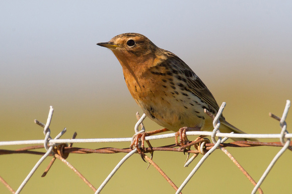 Red-throated Pipit 2