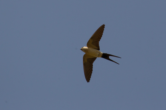 Red-rumped Swallow 2