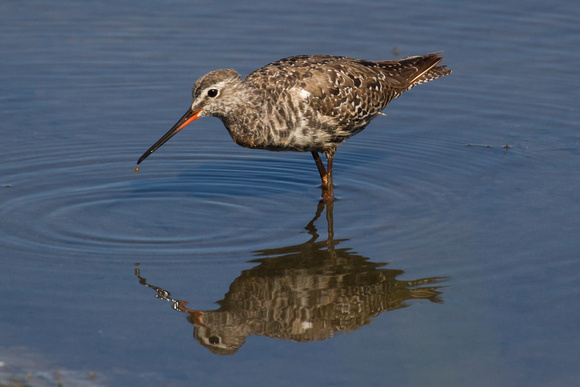 Spotted Redshank 2