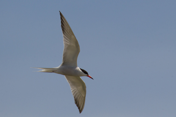 Common Tern 2