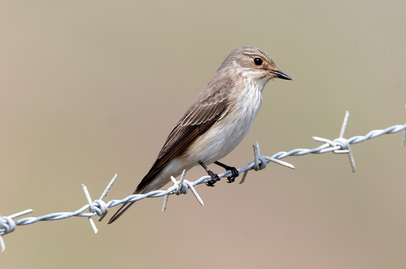 Spotted Flycatcher (2) - Lesbos08