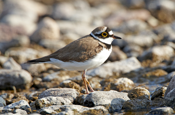 Little Ringed Plover (3) - Lesbos08
