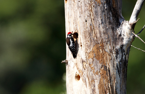 Middle Spotted Woodpecker (2) - Lesbos08