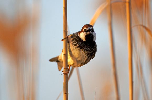 Spanish Sparrow - Lesbos08
