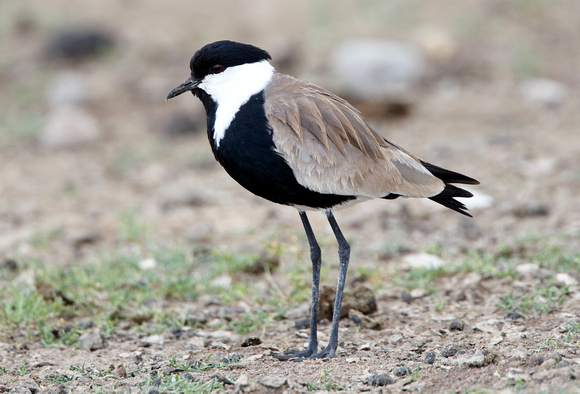 Spur-winged Plover (3) - Lesbos08