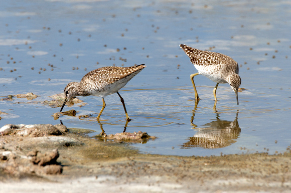 Wood Sandpipers - Lesbos08