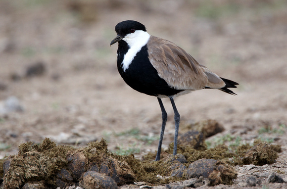 Spur-winged Plover (2) - Lesbos08