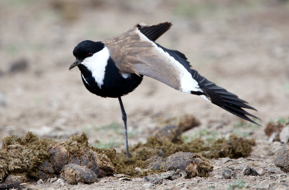 Spur-winged Plover - Lesbos08
