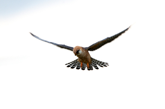 Red-footed Falcon (2) - Lesbos08