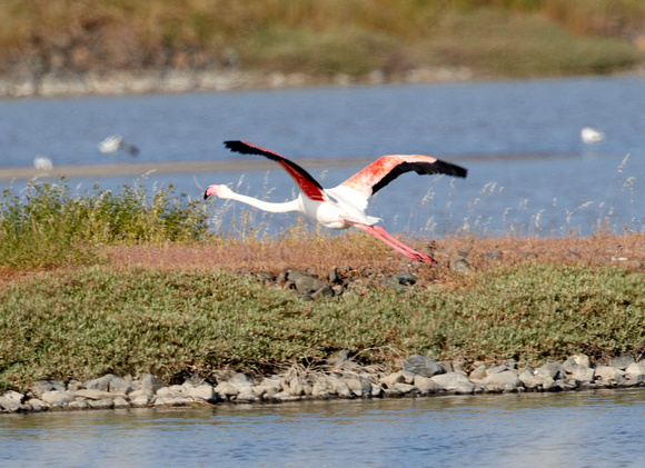 Grtr Flamingo - Lesbos08