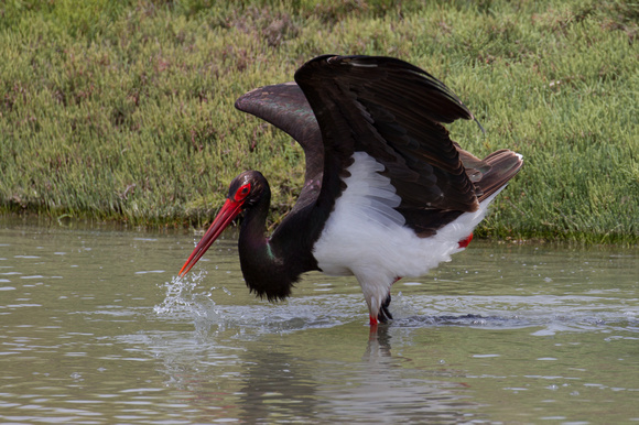 Black Stork 6