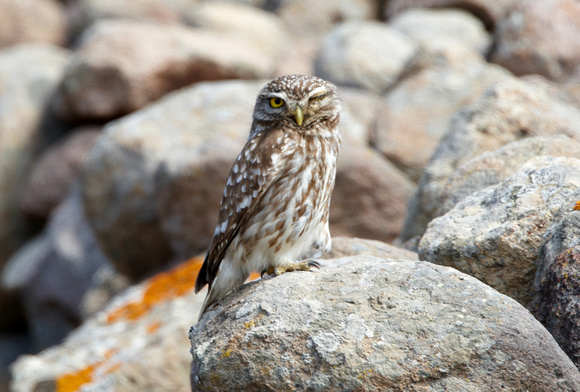 Little Owl (2) - Lesbos08