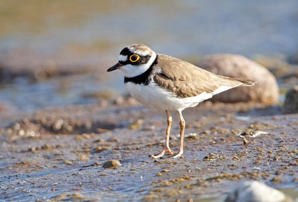Little Ringed Plover - Lesbos08