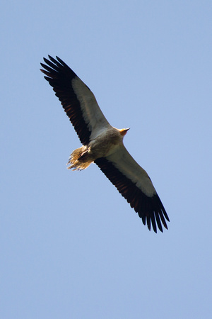 Egyptian Vulture 2