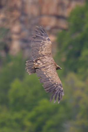 Griffon Vulture 3