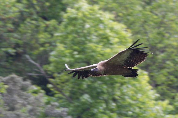 Griffon Vulture 6