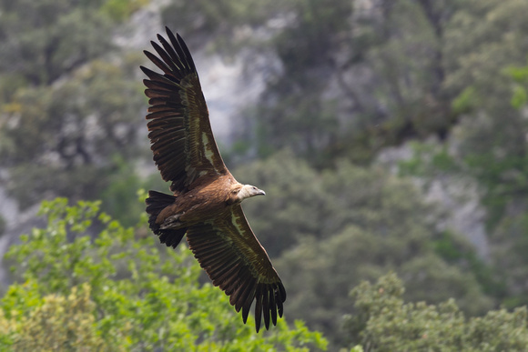 Griffon Vulture 7