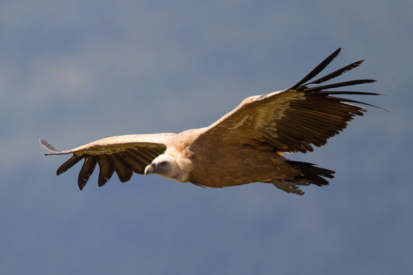 Griffon Vulture 2