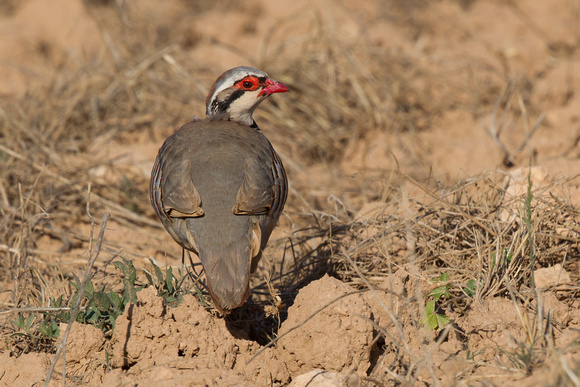 Red-legged Partridge 2
