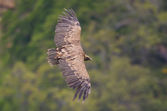 Griffon Vulture 4