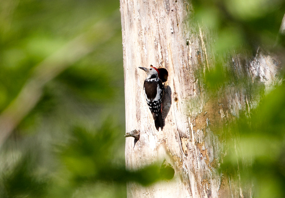 Middle Spotted Woodpecker - Lesbos08