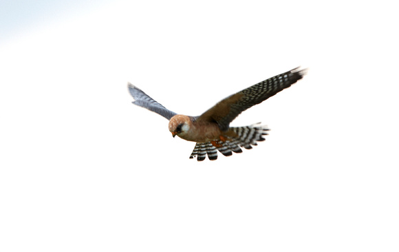 Red-footed Falcon - Lesbos08