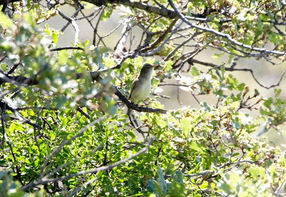 Olive-tree Warbler - Lesbos08