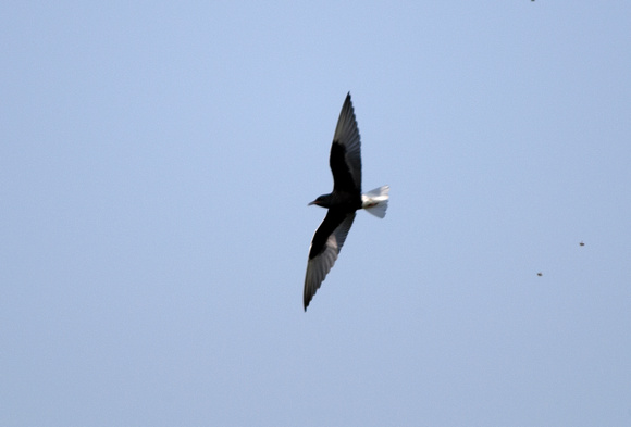 White-winged Black tern - Lesbos08