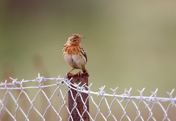 Red-throated Pipit (2) - Lesbos08