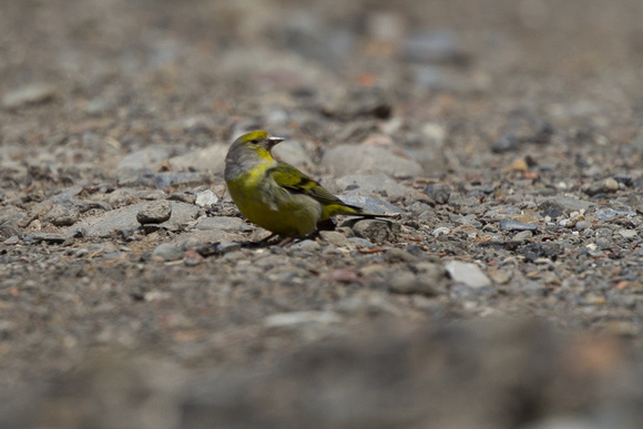 Citril Finch 3