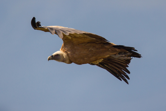 Griffon Vulture 8