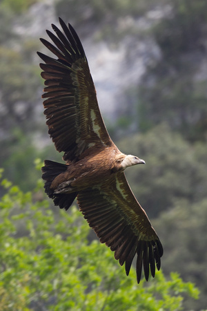 Griffon Vulture 5