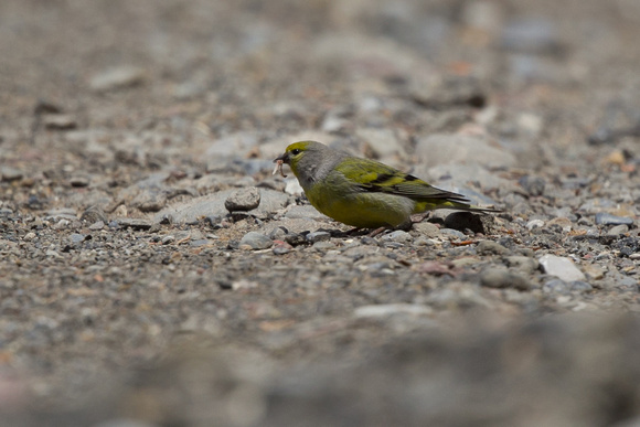 Citril Finch 4