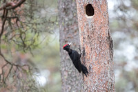 Black Woodpecker 5 - May 2019