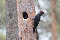 Black Woodpecker - May 2019