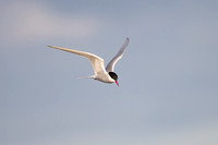 Arctic Tern - May 19