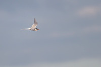 Arctic Tern 5 - May 19