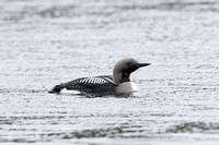 Black-throated Diver 2 - May 19_