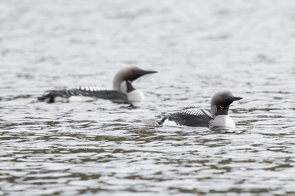Black-throated Diver 3 - May 19_