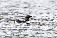 Black-throated Diver - May 19