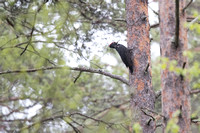 Black Woodpecker 6 - May 2019
