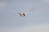 Arctic Tern 2 - May 19