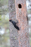 Black Woodpecker 4 - May 2019