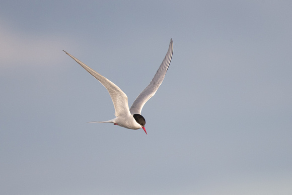 Arctic Tern 3 - May 19
