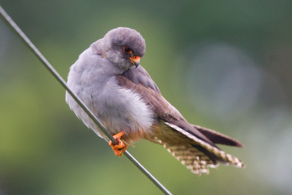 Red-footed Falcon 4 - Stoke 130715