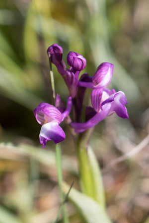 Green-winged Orchid - Pyrenees May 16